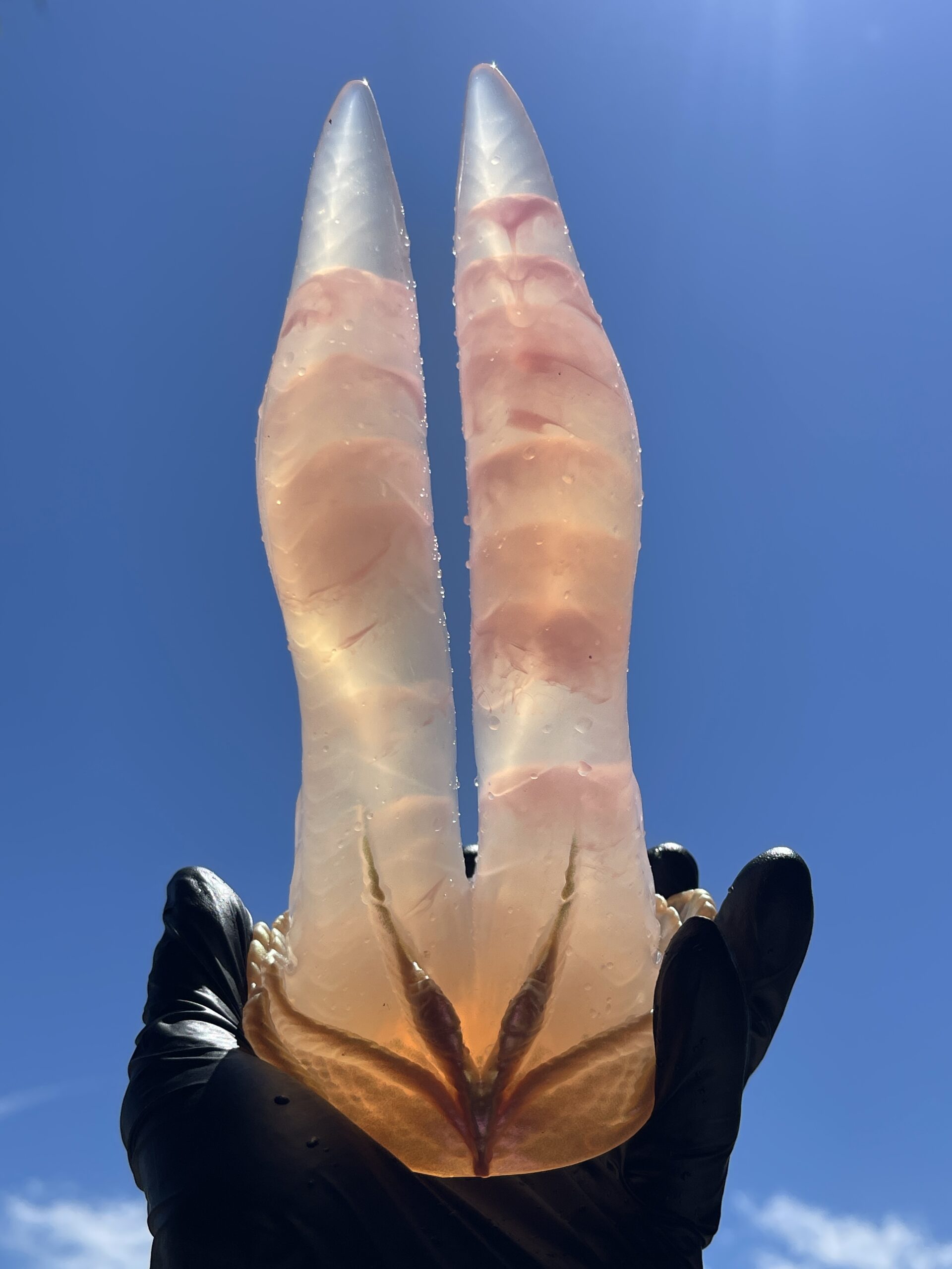 Betta-Mer 7 inch NEAR CLEAR 00-31 shore soft firmness color PINK CUTIE with GLOWING PINK - Image 10